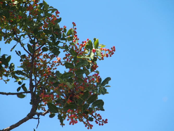 Pistacia terebinthus (Anacardiaceae)